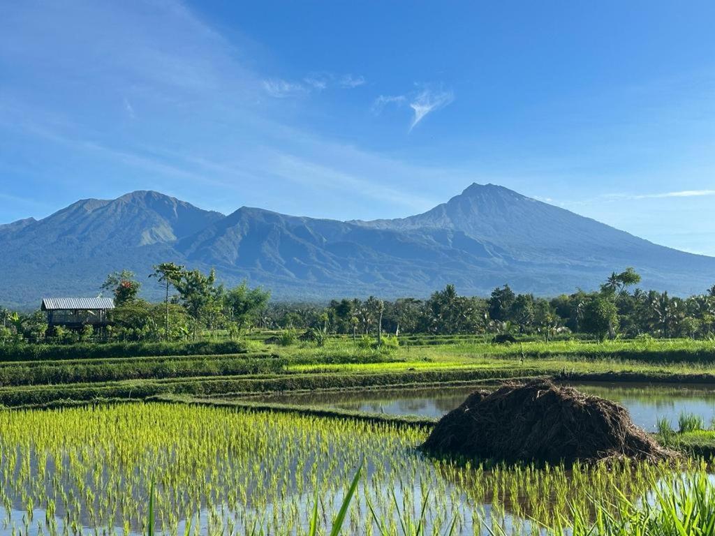New Rinjani Homestay Tetebatu Buitenkant foto
