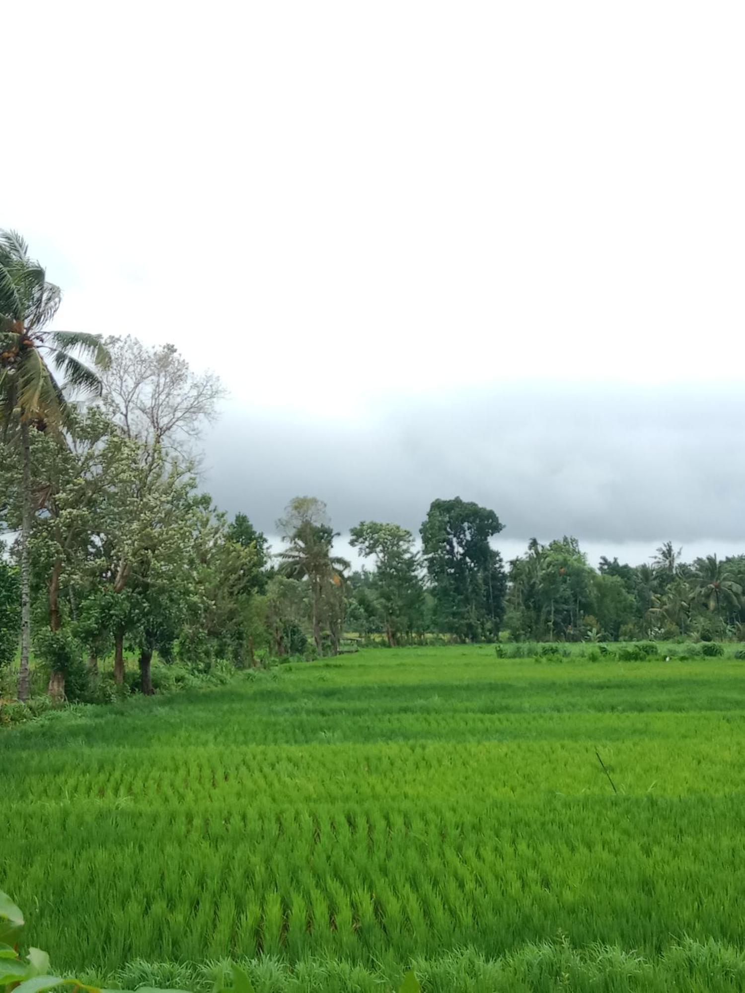 New Rinjani Homestay Tetebatu Buitenkant foto